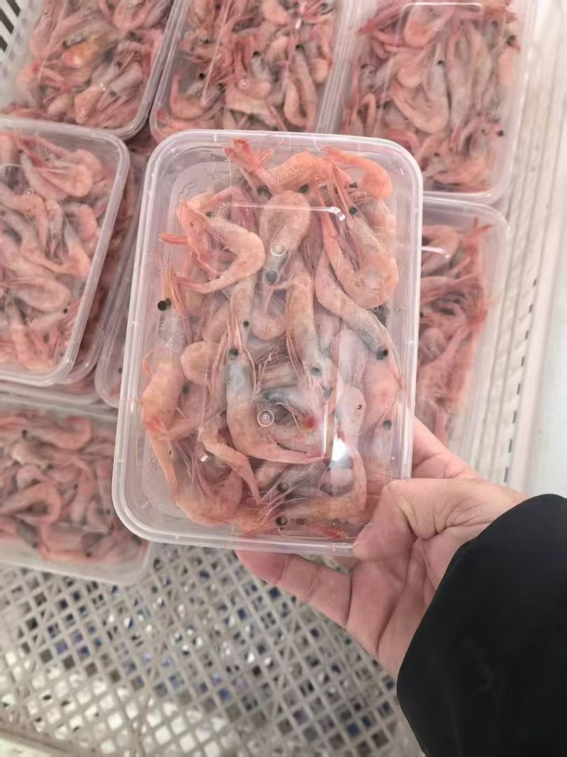 海捕生冻甜虾小红虾海洋虾刺身食材海捕红虾补钙
