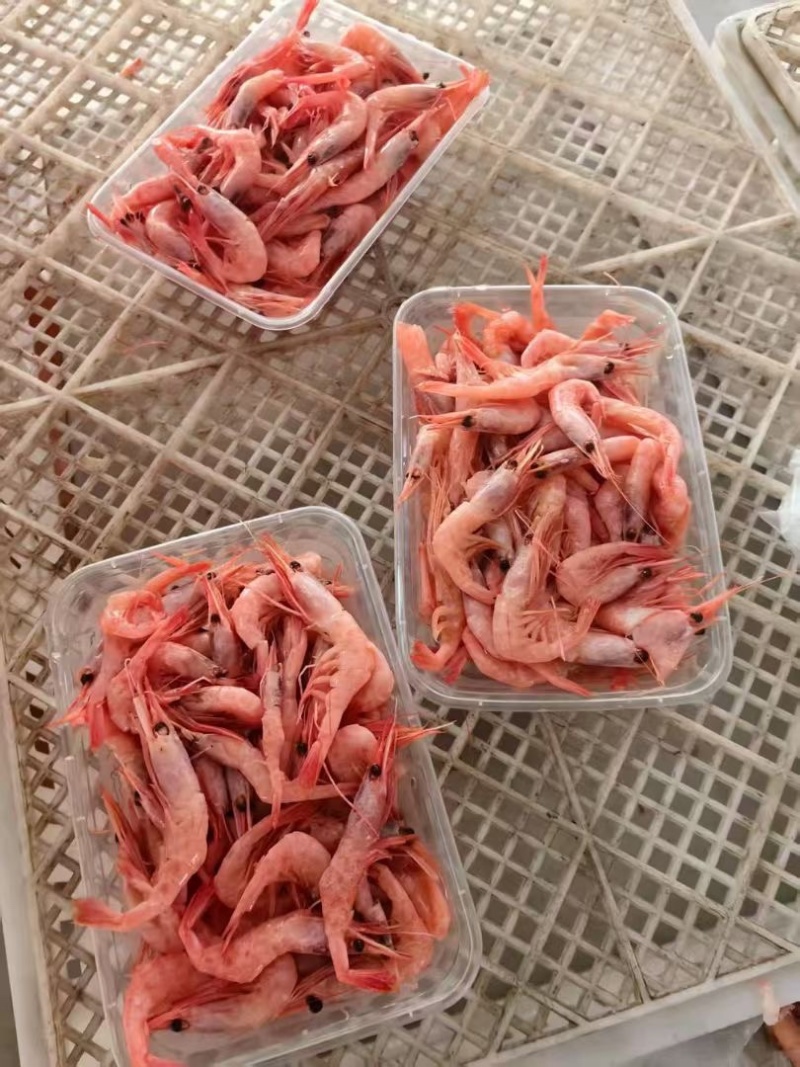 海捕生冻甜虾小红虾海洋虾刺身食材海捕红虾补钙
