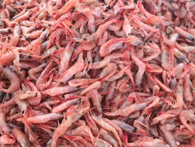 海捕生冻甜虾小红虾海洋虾刺身食材海捕红虾补钙
