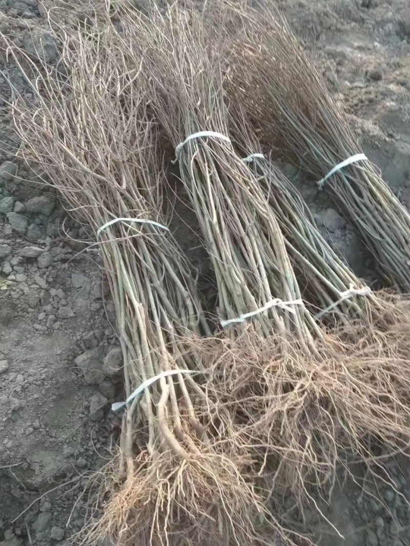 泰山红石榴苗软籽石榴苗蒙阳红突尼斯软子石榴苗