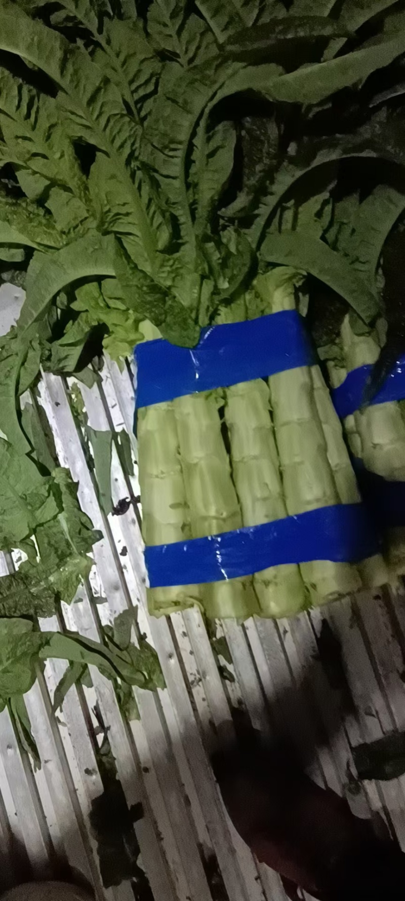 红叶莴笋大量上市。货源充足，不空心，不开花。