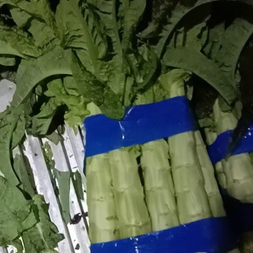 红叶莴笋大量上市。货源充足，不空心，不开花。