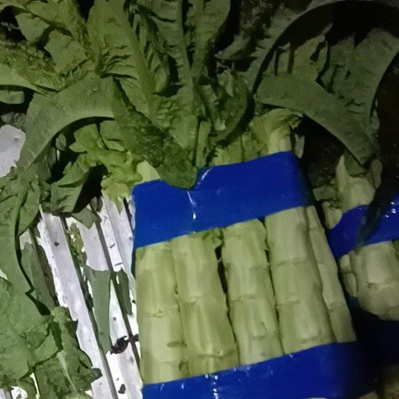 红叶莴笋大量上市。货源充足，不空心，不开花。