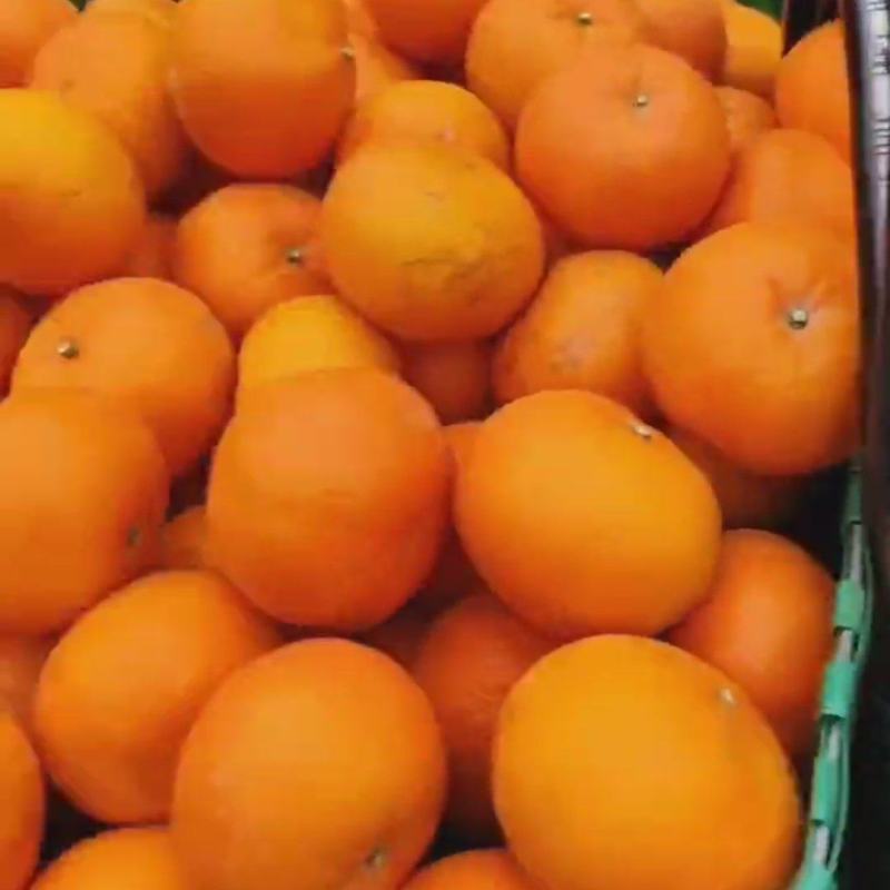 沃柑广西精品沃柑大量现货供应，规格齐全代打全国