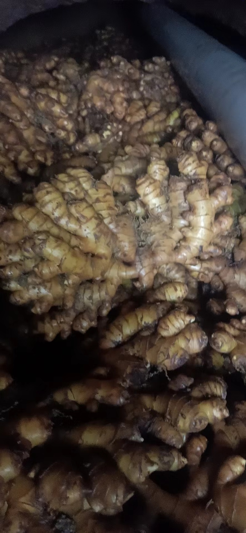贵州二黄姜，湖南二号，小黄姜，以及葱蒜类黄姜