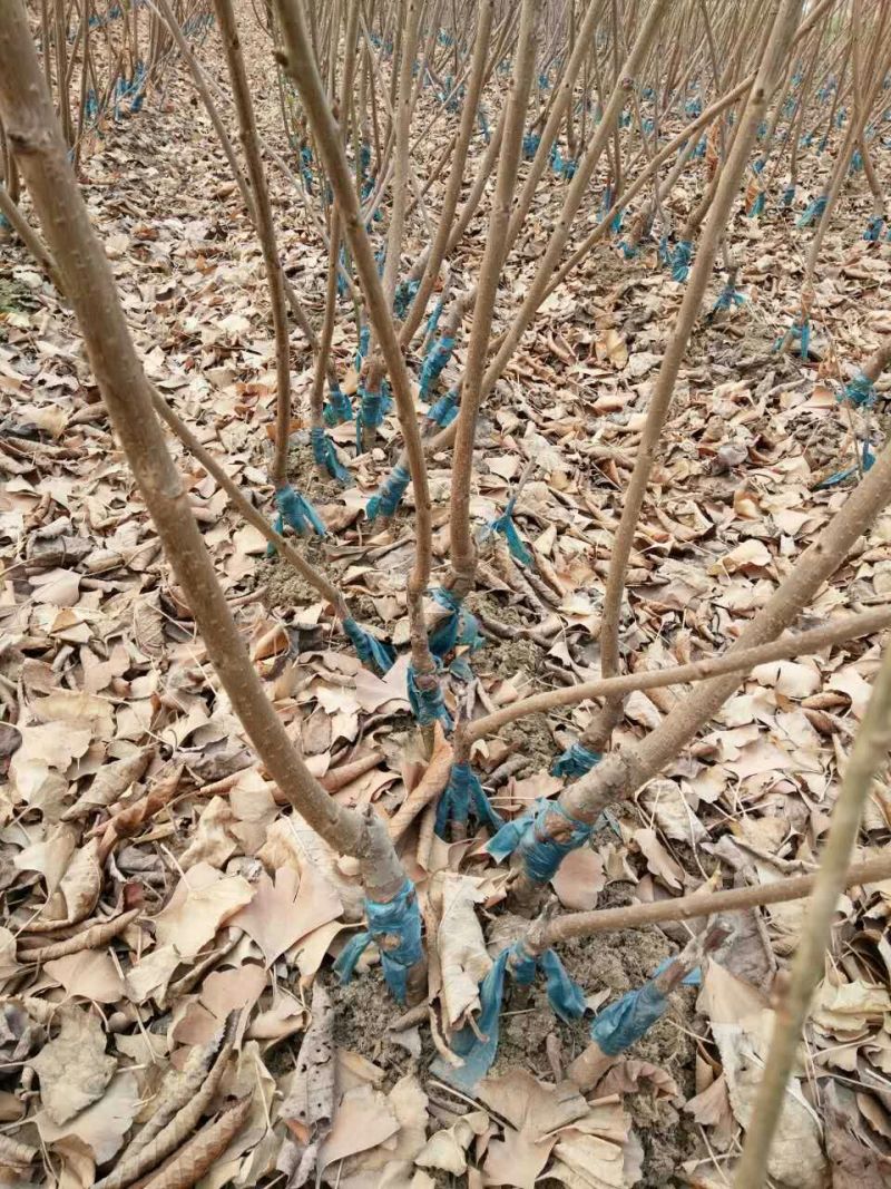 苗圃基地大量现货嫁接大樱桃苗车厘子美早樱桃苗
