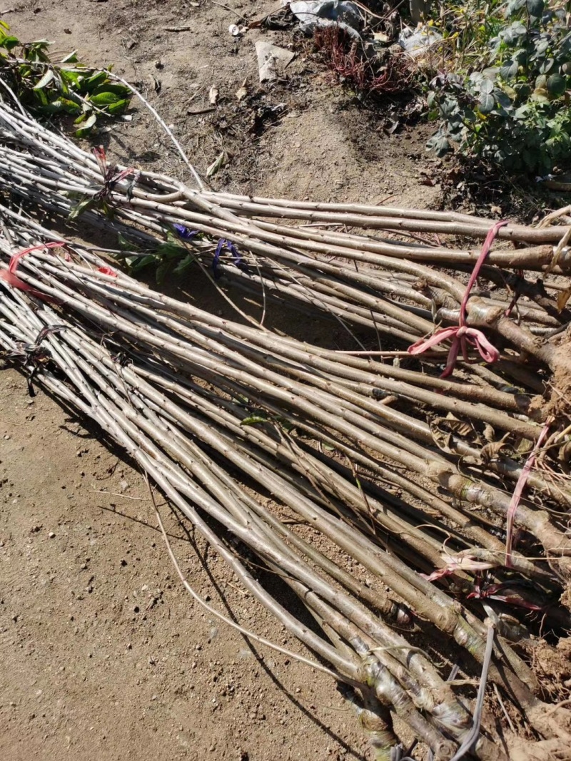 苗圃基地大量现货嫁接大樱桃苗车厘子美早樱桃苗