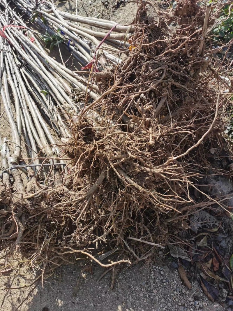 苗圃基地大量现货嫁接大樱桃苗车厘子美早樱桃苗