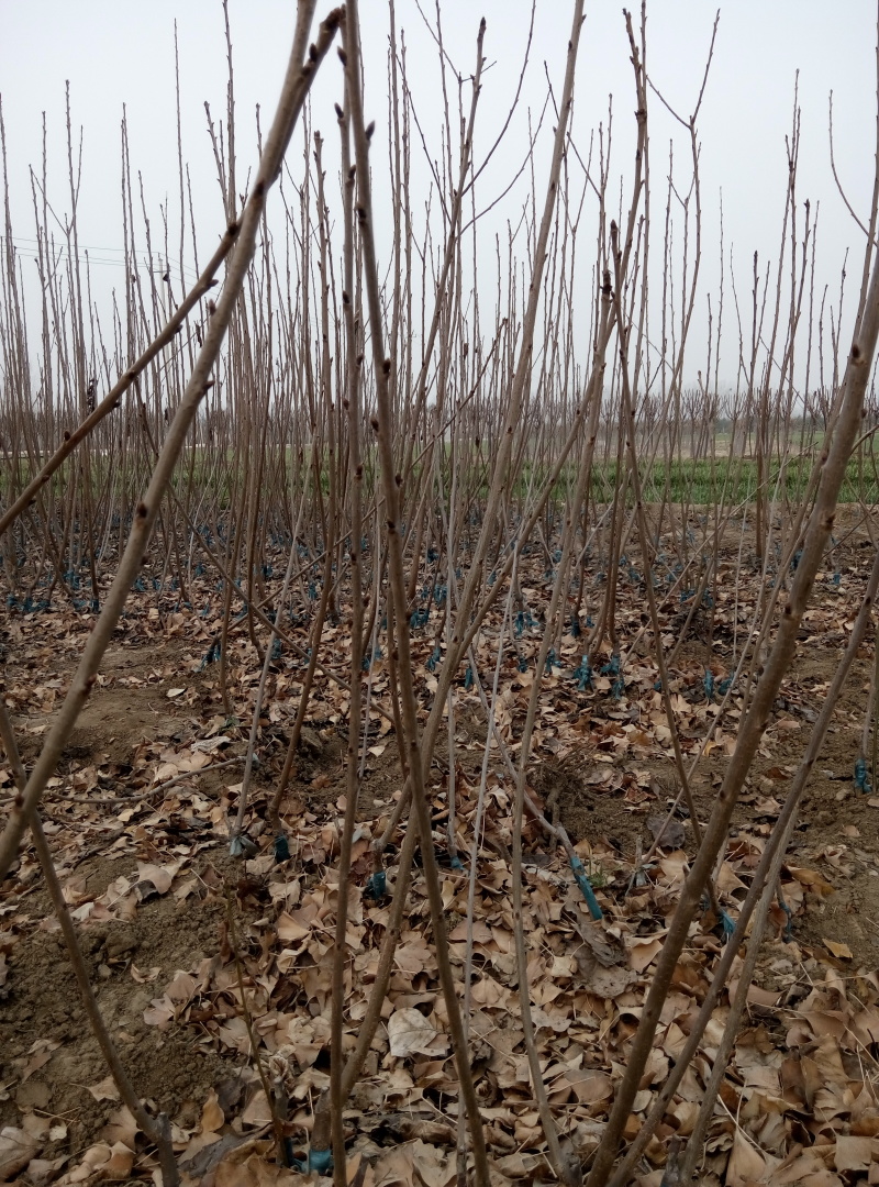 苗圃基地大量现货嫁接大樱桃苗车厘子美早樱桃苗