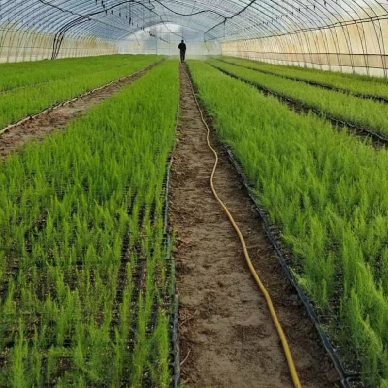 杂交一代芦笋苗易管理好种植生长迅速回报快经济价值高