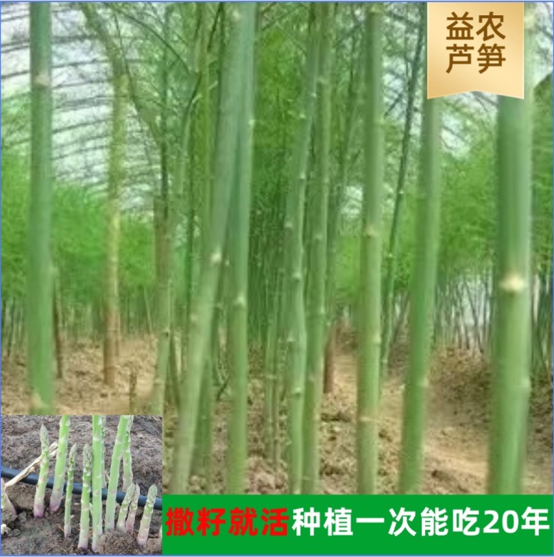 杂交一代芦笋苗易管理好种植生长迅速回报快经济价值高