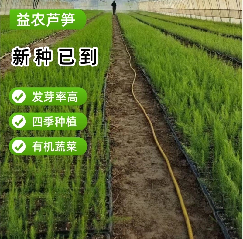 杂交一代芦笋苗易管理好种植生长迅速回报快经济价值高