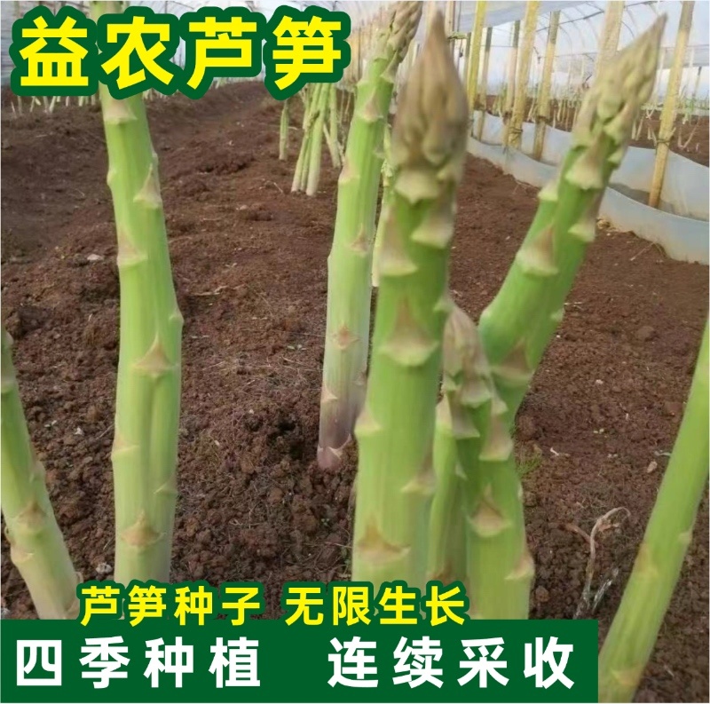 杂交一代芦笋苗易管理好种植生长迅速回报快经济价值高