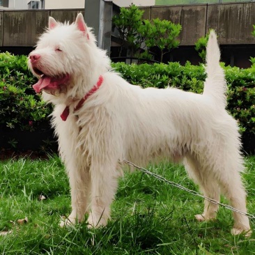 贵州下司犬