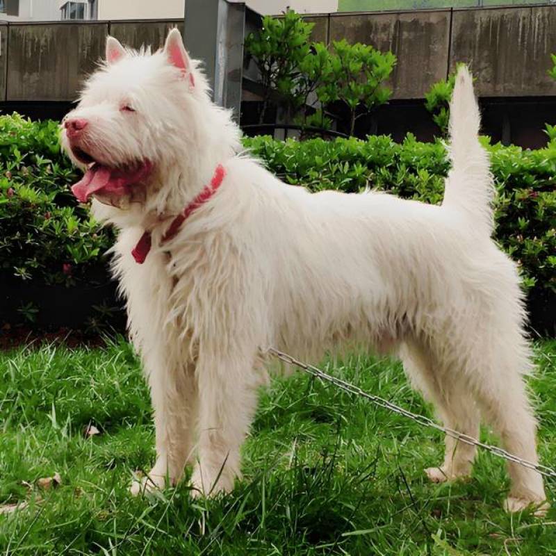 贵州下司犬