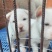 贵州下司犬