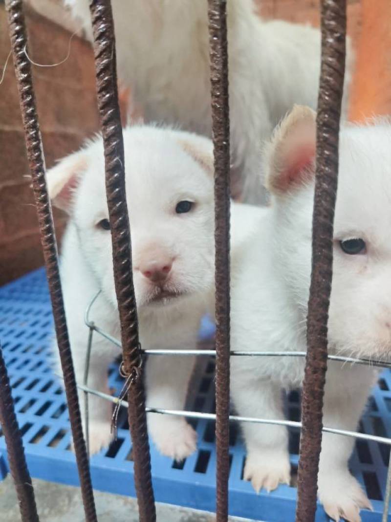 贵州下司犬