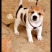 贵州下司犬