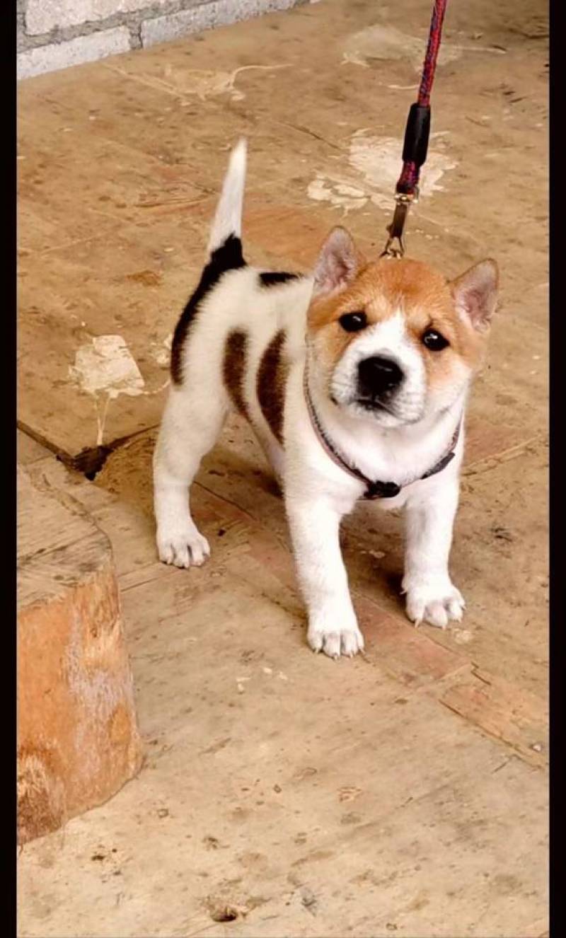 贵州下司犬