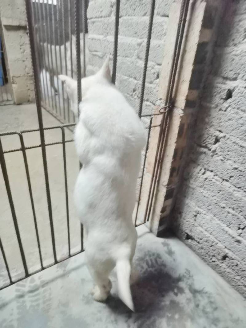 贵州下司犬