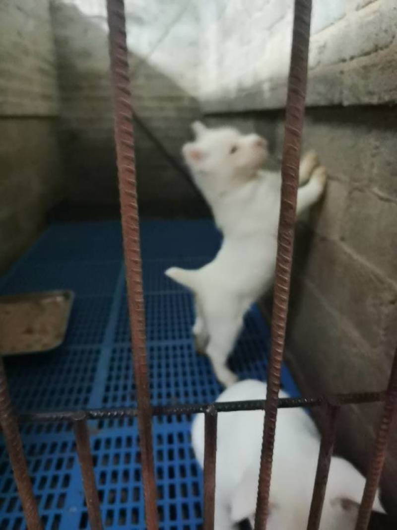 贵州下司犬