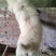 贵州下司犬