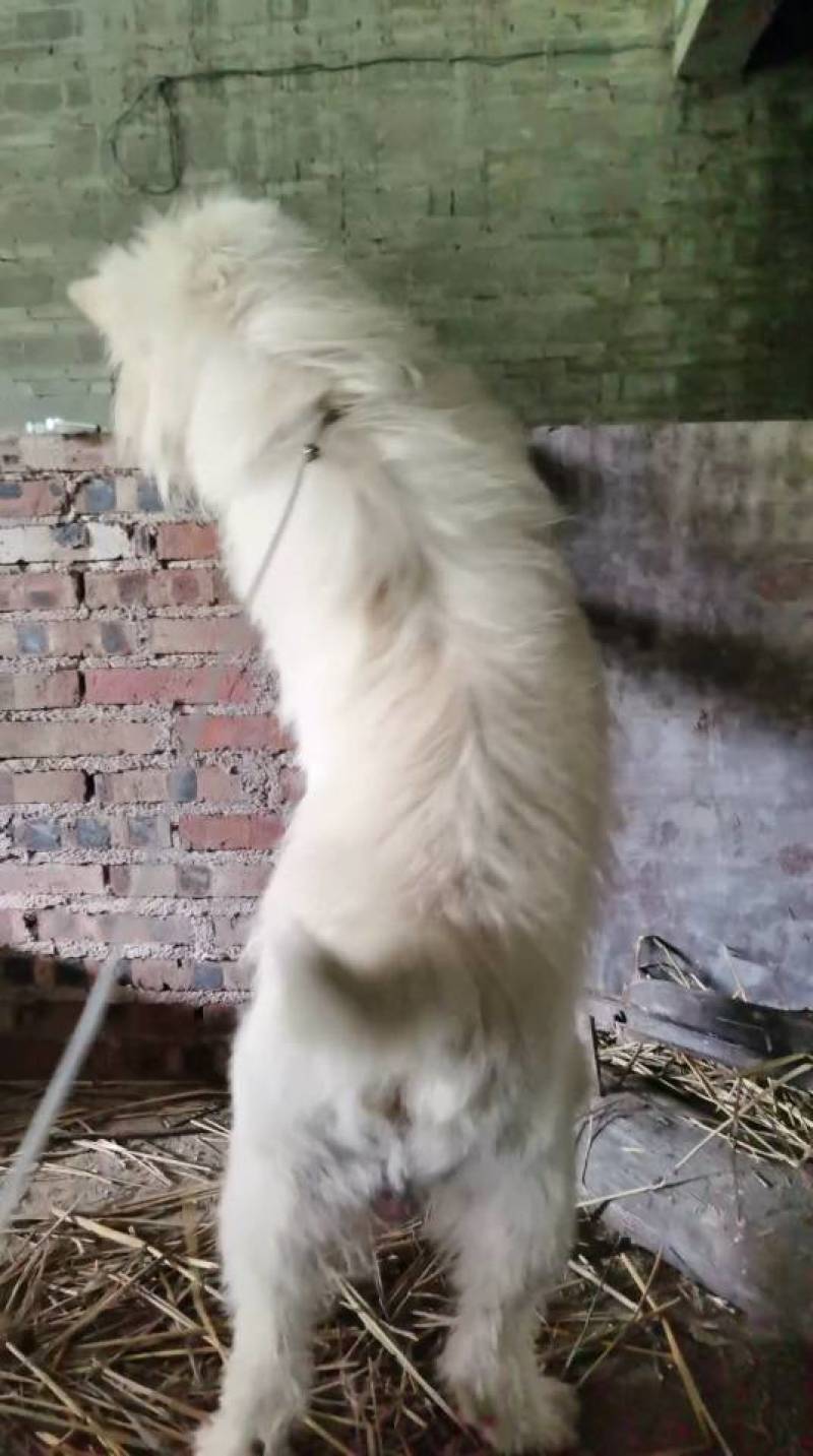 贵州下司犬