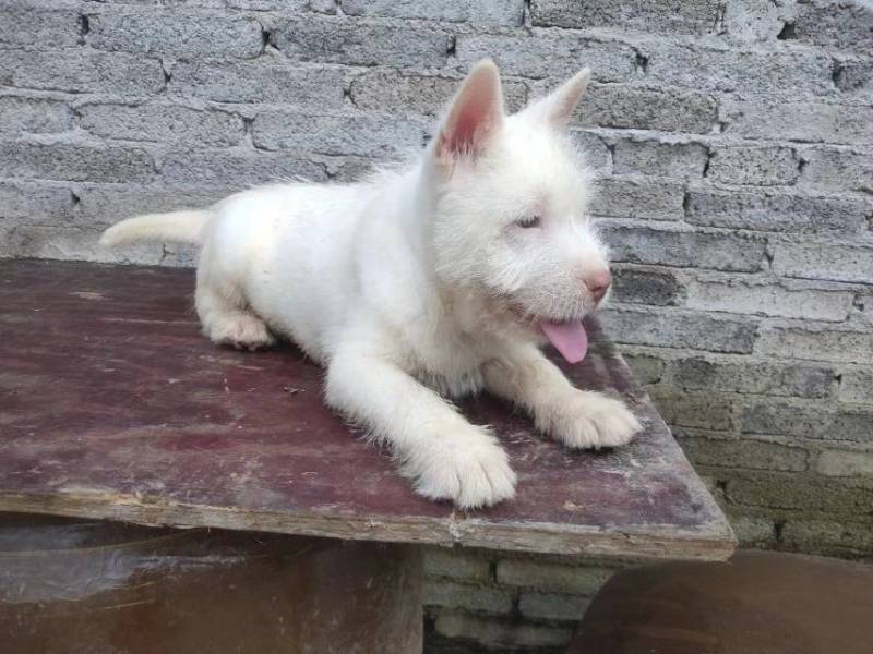 贵州下司犬