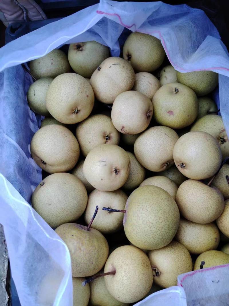 细皮安梨