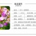 二月兰花种子四季种易活多年生宿根诸葛菜种子耐阴耐寒种子