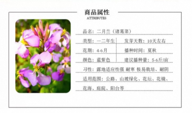 二月兰花种子四季种易活多年生宿根诸葛菜种子耐阴耐寒种子