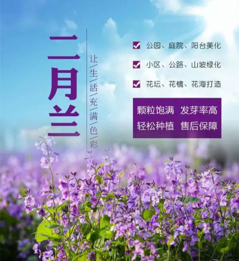 二月兰花种子四季种易活多年生宿根诸葛菜种子耐阴耐寒种子