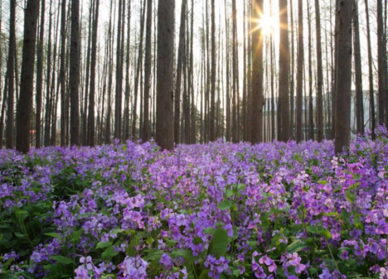 二月兰花种子四季种易活多年生宿根诸葛菜种子耐阴耐寒种子