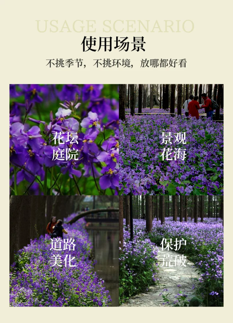 二月兰花种子四季种易活多年生宿根诸葛菜种子耐阴耐寒种子