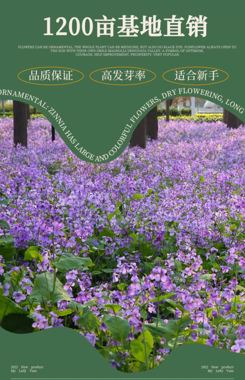 二月兰花种子四季种易活多年生宿根诸葛菜种子耐阴耐寒种子
