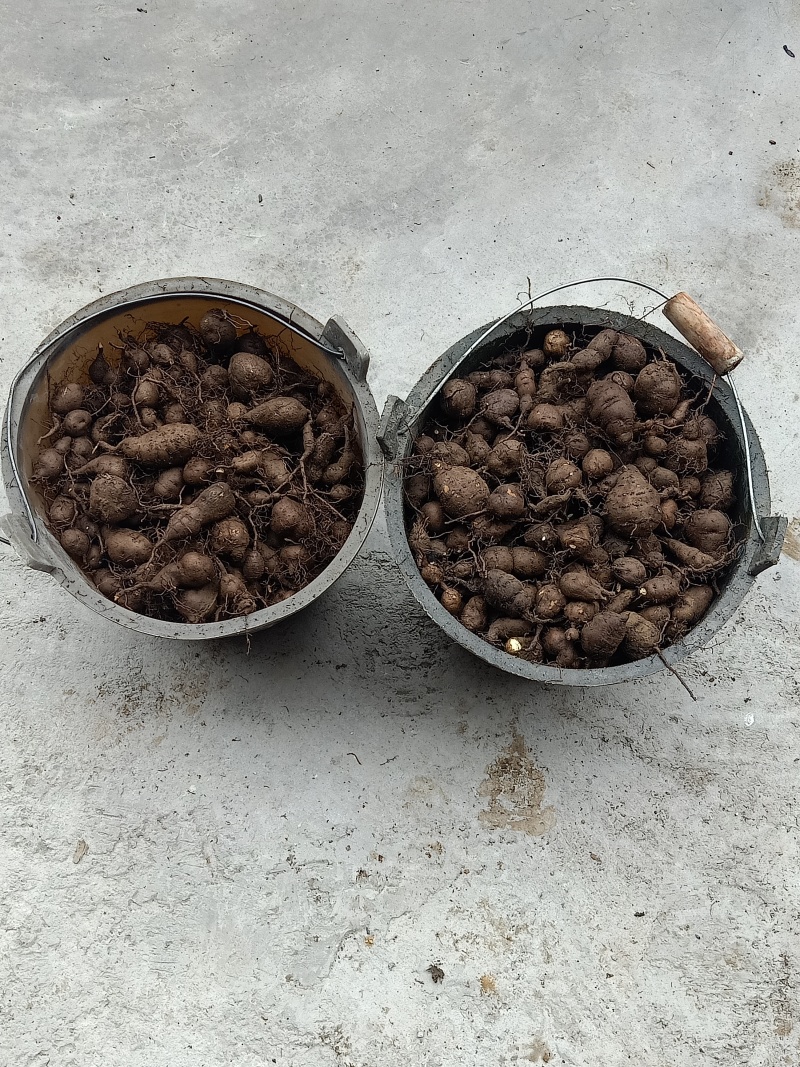 三叶青又名金线吊葫芦，又名石老鼠，鲜果，统果全国发货