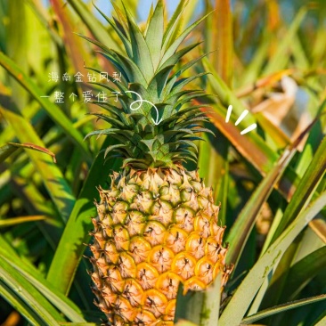海南金钻凤梨