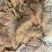 猪大肠肥肠本色无油预煮手工刀切肥肠屠场直供新鲜纯干