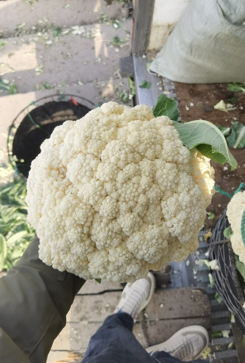 河南精品花菜基地大量供应市场，电商超市，欢迎实地考察