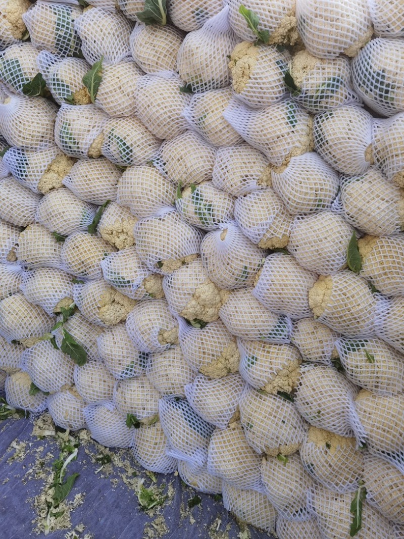 河南精品花菜基地大量供应市场，电商超市，欢迎实地考察