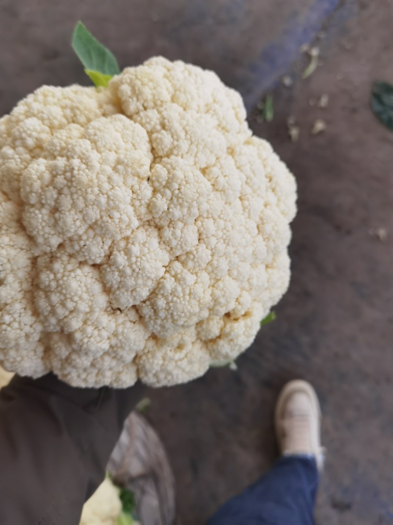 河南精品花菜基地大量供应市场，电商超市，欢迎实地考察