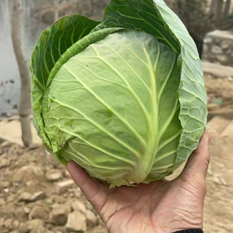 湖北荆门精品斯特丹甘蓝产地发货一手货源批发品质保证价格美