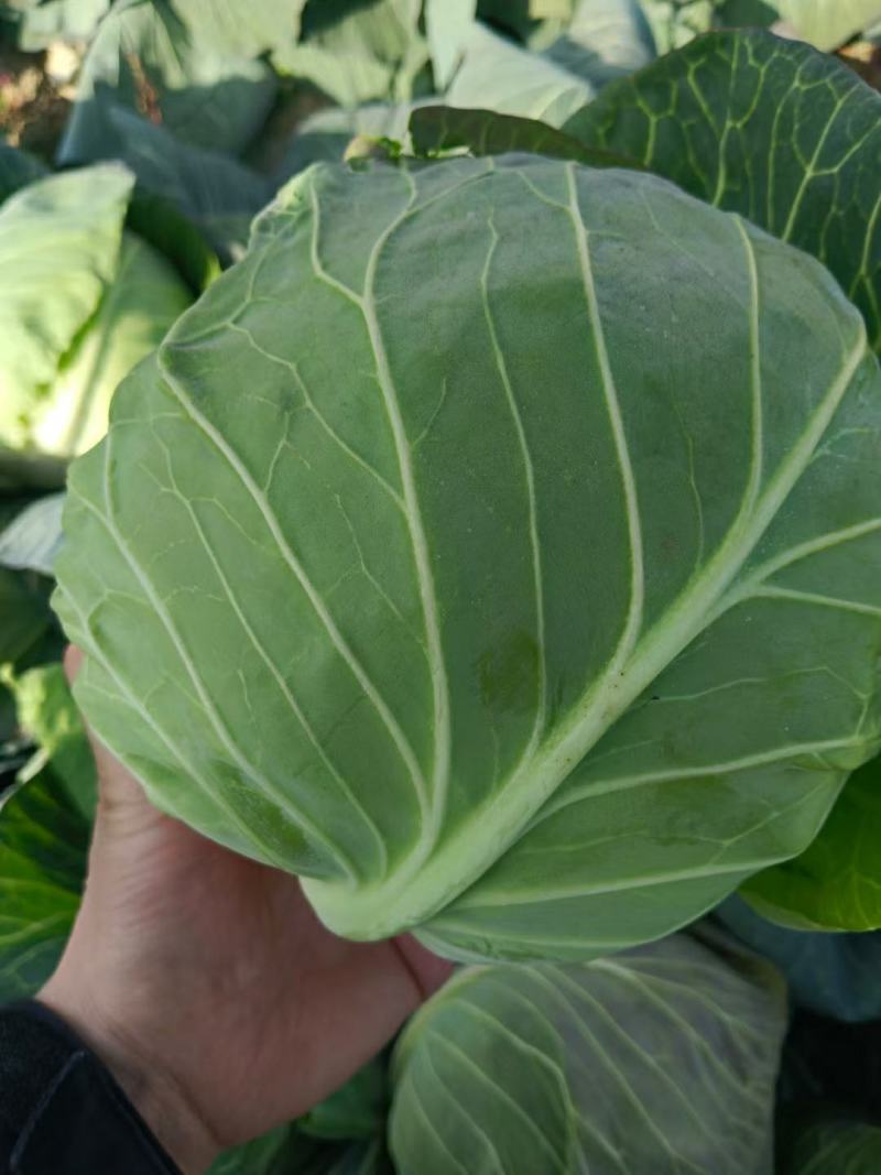 湖北荆门精品斯特丹甘蓝产地发货一手货源批发品质保证价格美