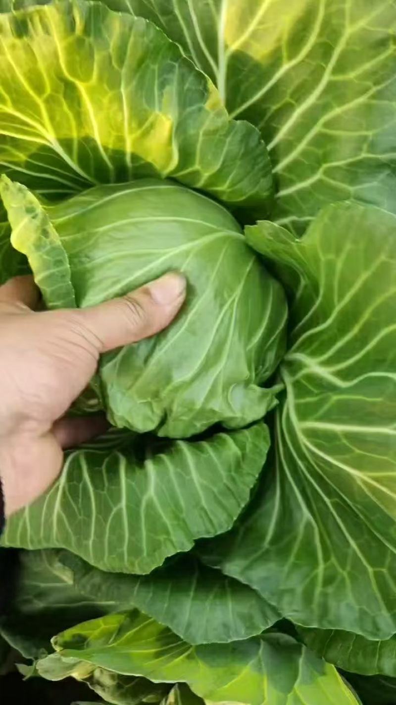 湖北荆门精品斯特丹甘蓝产地发货一手货源批发品质保证价格美