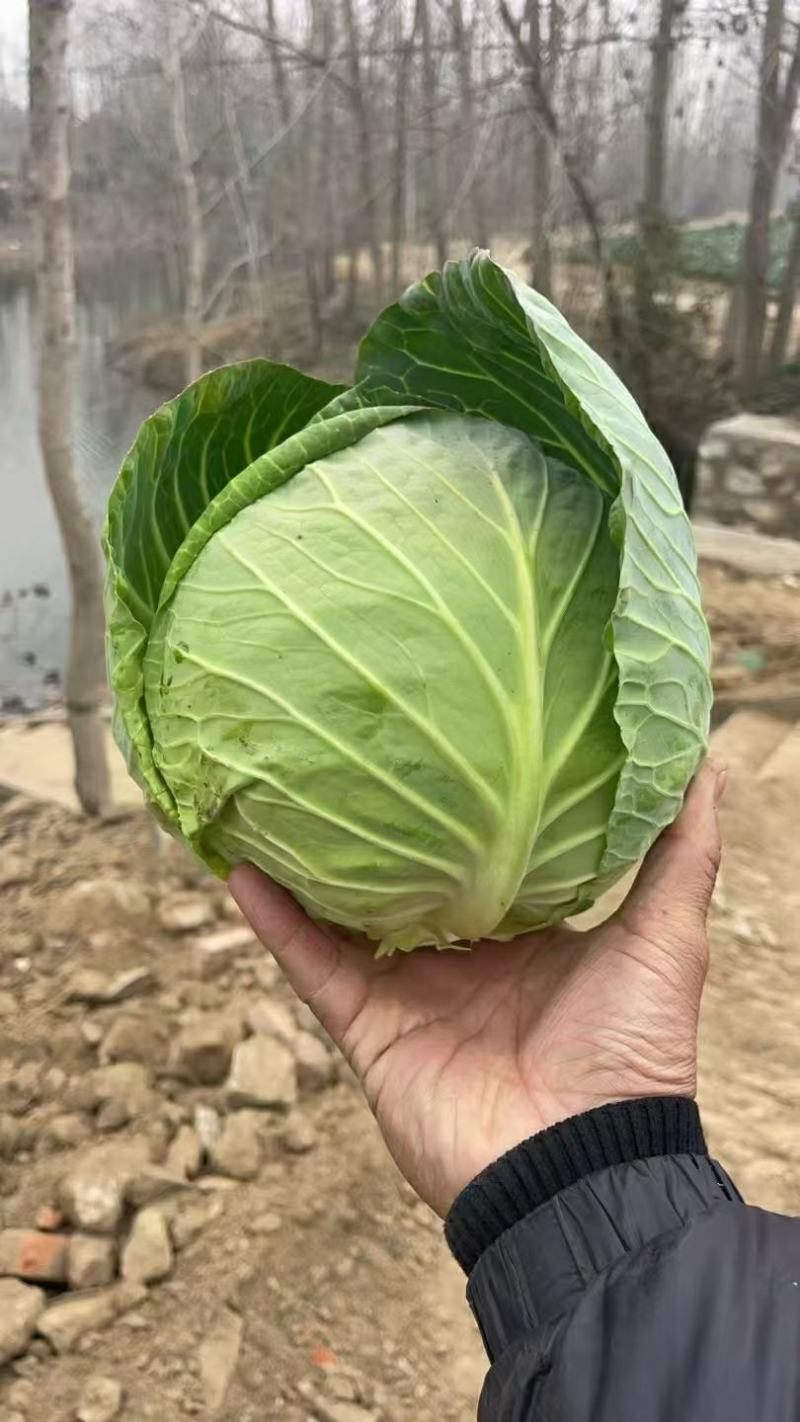 湖北荆门精品斯特丹甘蓝产地发货一手货源批发品质保证价格美