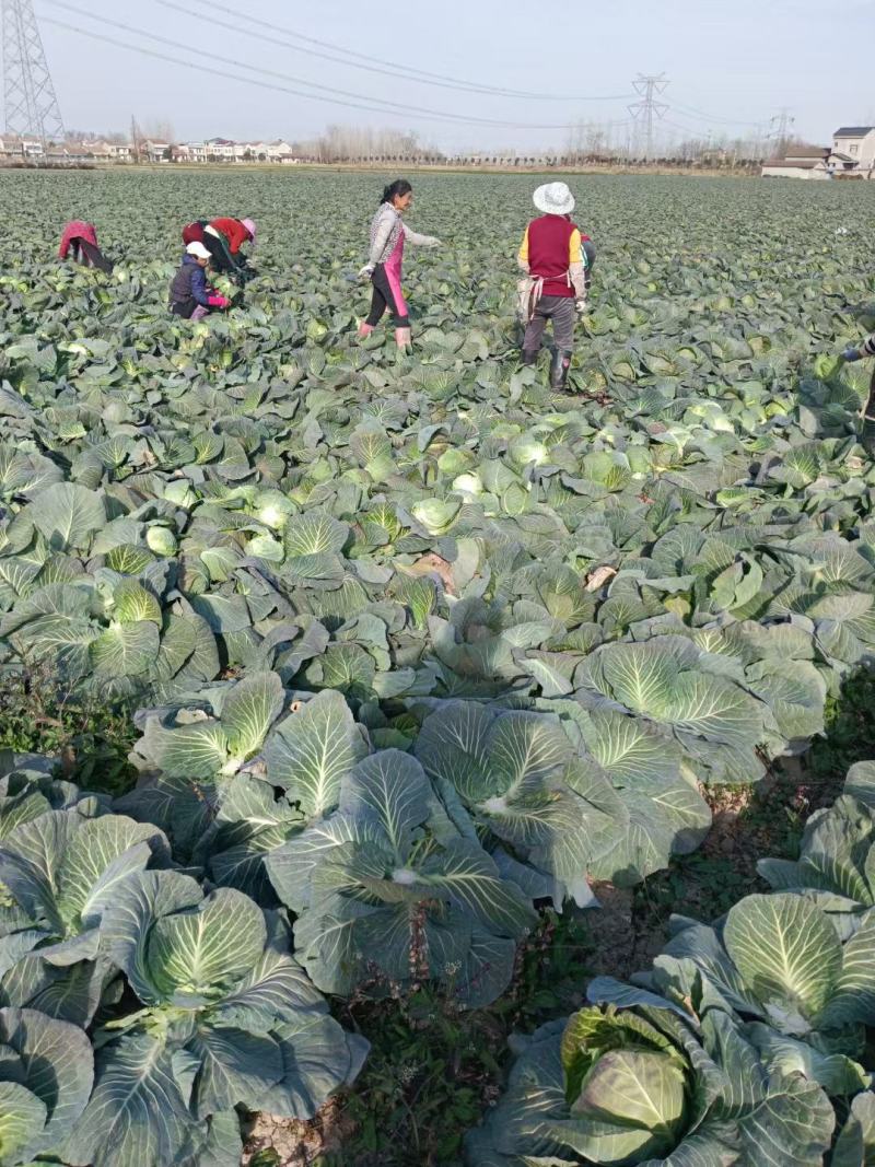 湖北荆门精品斯特丹甘蓝产地发货一手货源批发品质保证价格美