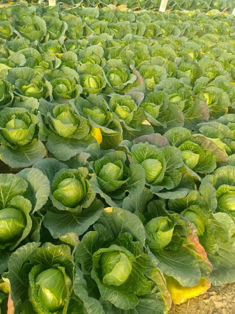湖北荆门精品斯特丹甘蓝产地发货一手货源批发品质保证价格美