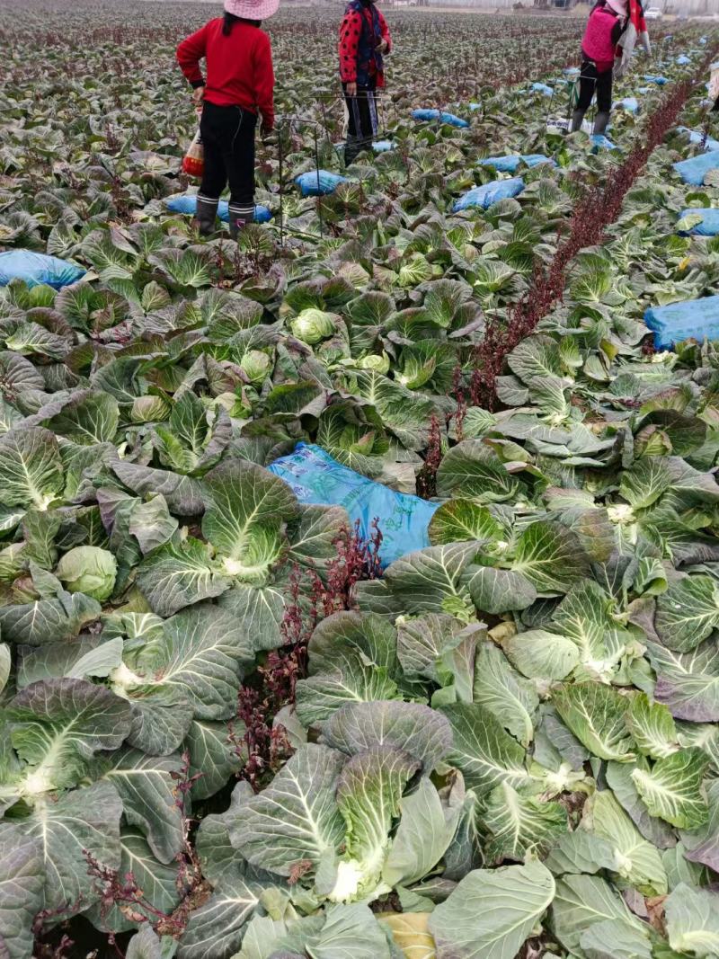 湖北荆门精品斯特丹甘蓝产地发货一手货源批发品质保证价格美