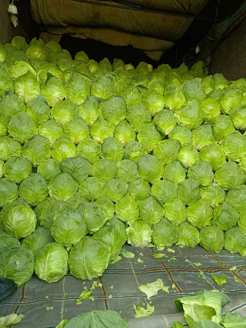 湖北荆门精品斯特丹甘蓝产地发货一手货源批发品质保证价格美