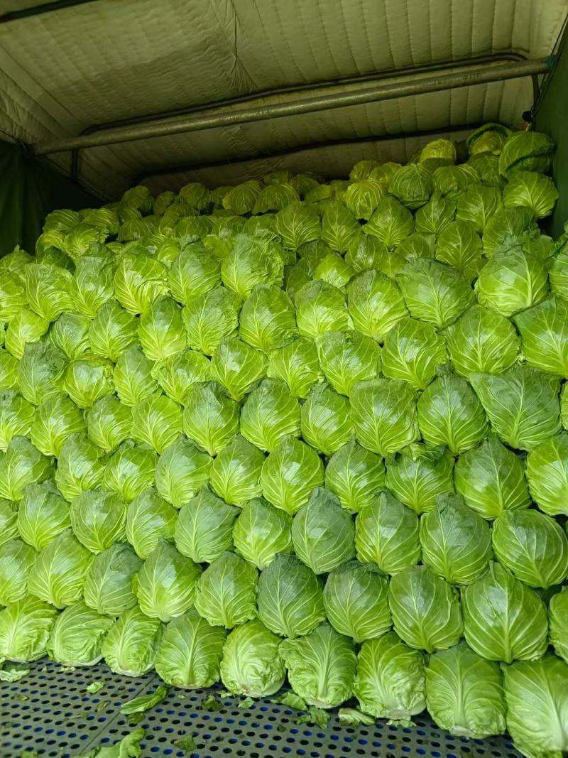 湖北荆门精品斯特丹甘蓝产地发货一手货源批发品质保证价格美